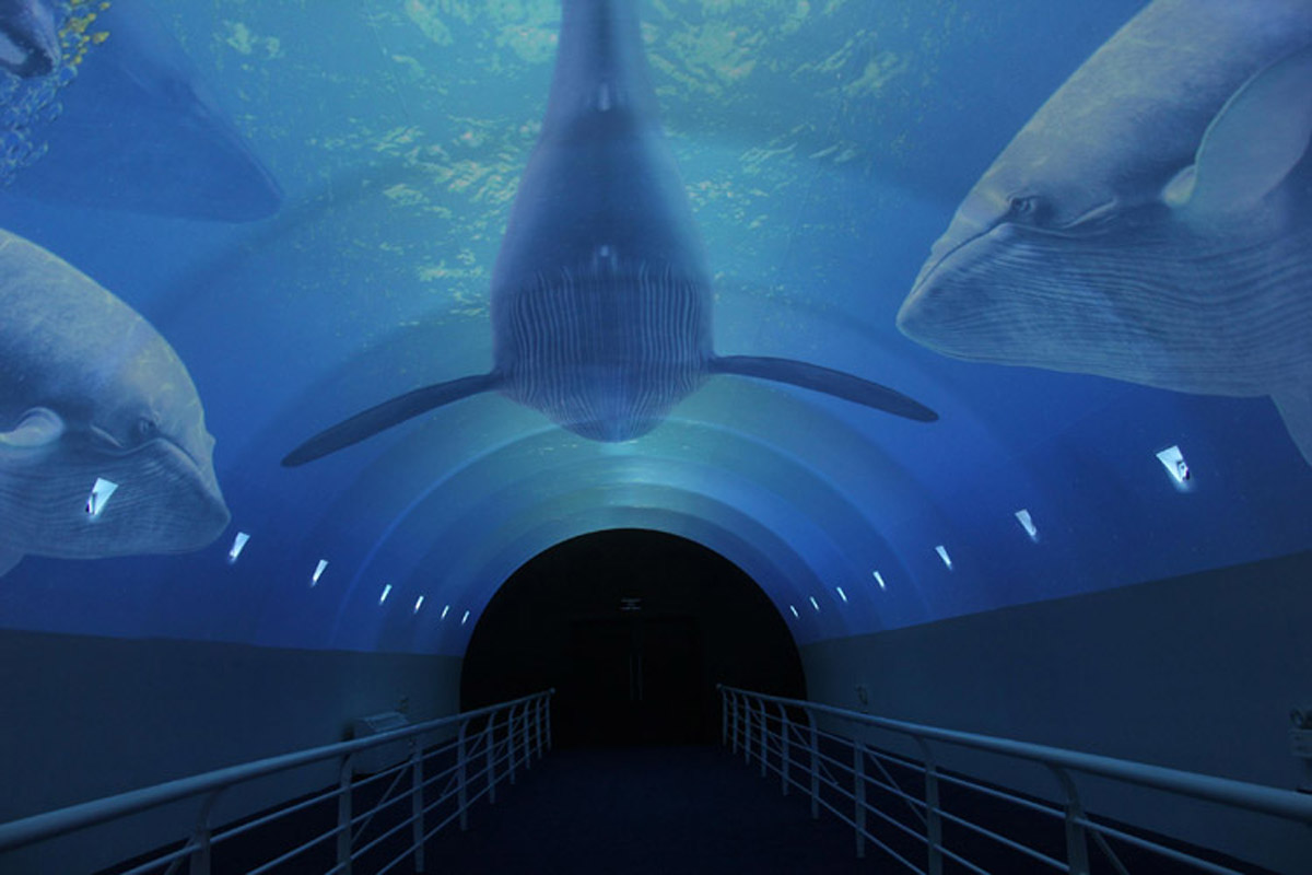 模拟体验天幕剧场270度呈现目眩神迷的海底奇观.jpg